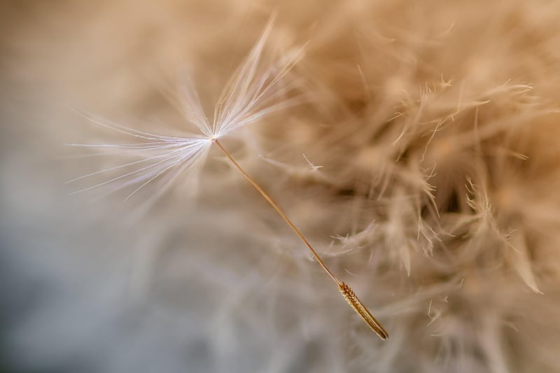 Ethereal Details
