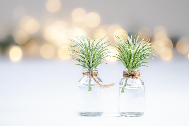 Terrarium